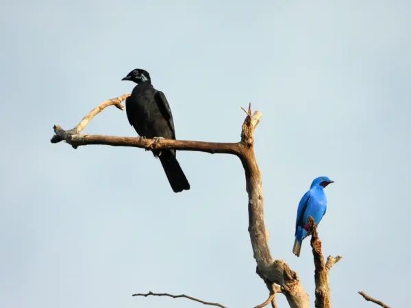 Paquete grupal de Avistamiento de Aves en El Escondite