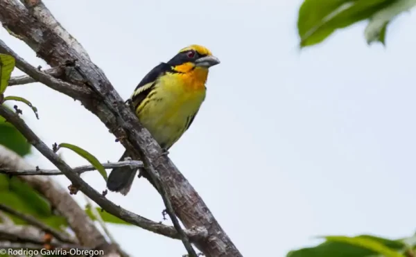 Paquete grupal de Avistamiento de Aves en El Escondite - Imagen 2