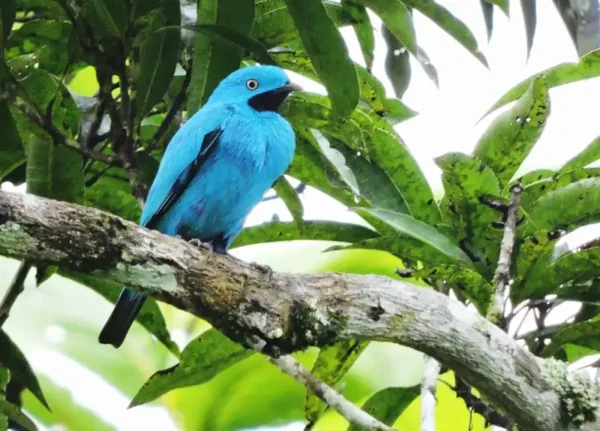Paquete grupal de Avistamiento de Aves en El Escondite - Imagen 3