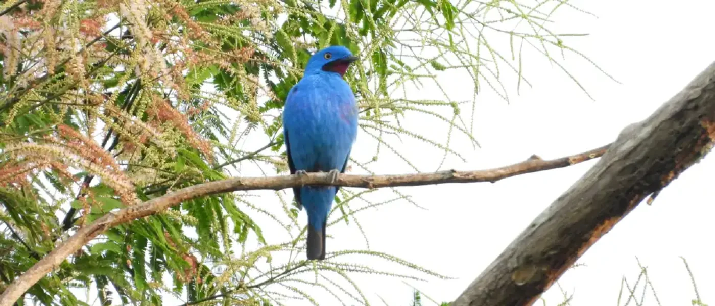 AVES Cotinga Mainana